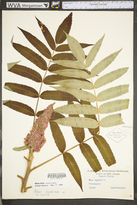 Rhus typhina image