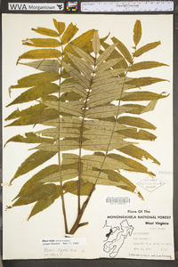 Rhus typhina image