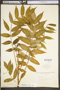 Rhus typhina image