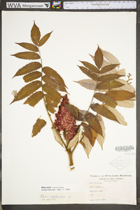 Rhus typhina image