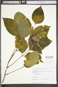 Toxicodendron radicans subsp. radicans image