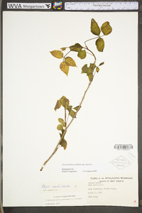 Toxicodendron radicans subsp. radicans image