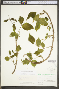 Toxicodendron radicans subsp. radicans image
