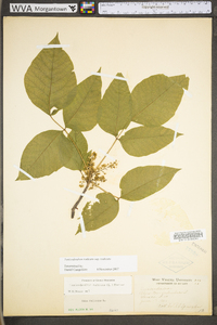 Toxicodendron radicans subsp. radicans image