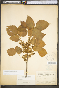 Toxicodendron radicans subsp. radicans image