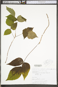 Toxicodendron radicans subsp. radicans image