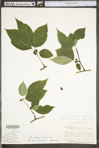 Ilex ambigua image