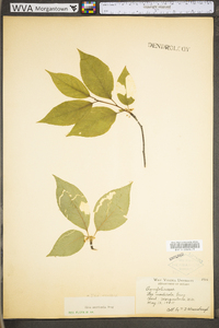 Ilex montana image