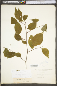 Ilex montana image