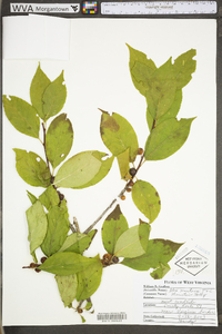 Ilex montana image