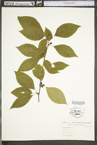 Ilex montana image