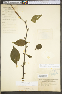 Ilex montana image