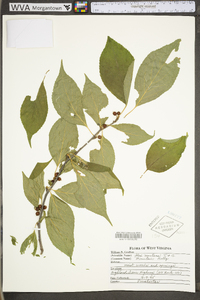 Ilex montana image