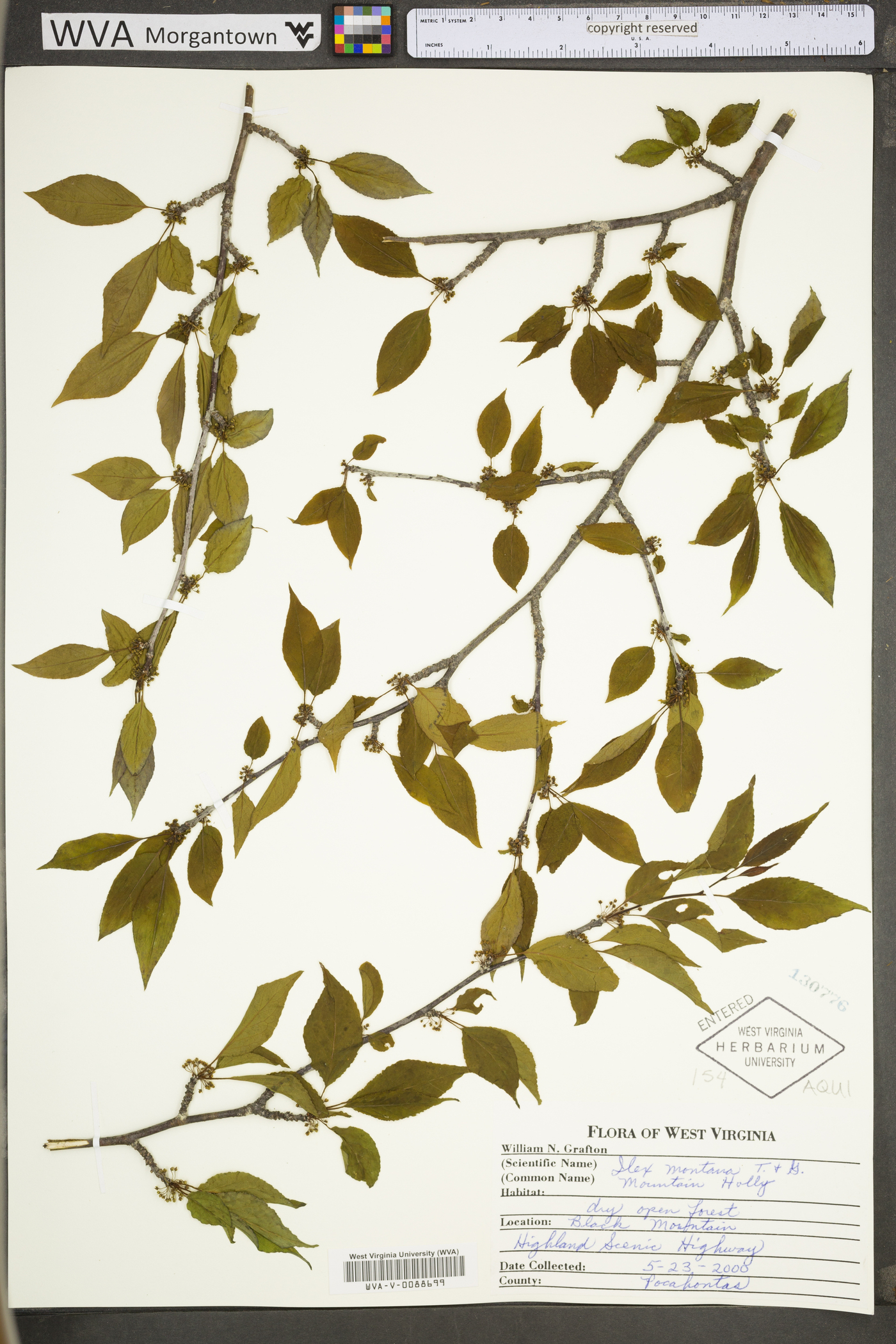 Ilex montana image