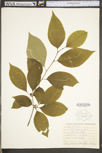 Ilex montana image