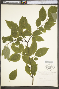 Ilex montana image