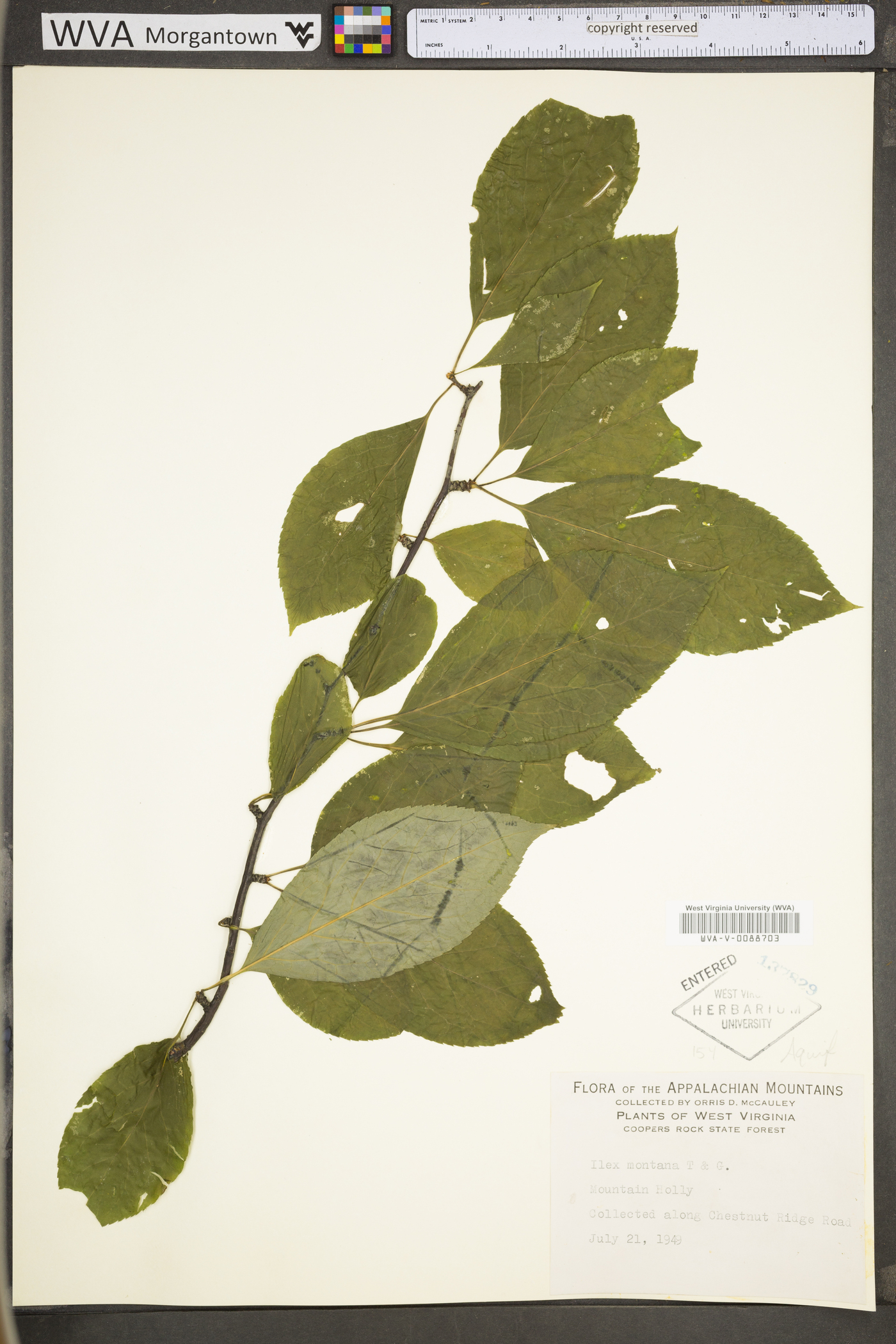 Ilex montana image