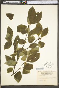 Ilex montana image