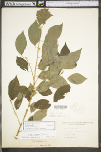 Ilex montana image