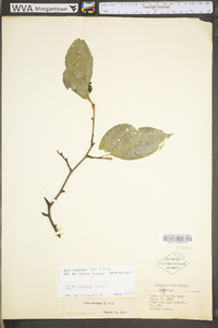 Ilex montana image