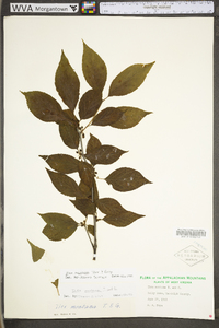 Ilex montana image