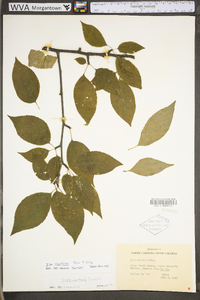 Ilex montana image