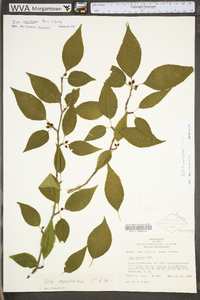 Ilex montana image