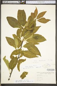 Ilex montana image