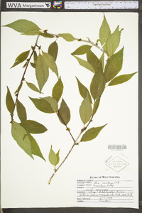 Ilex montana image