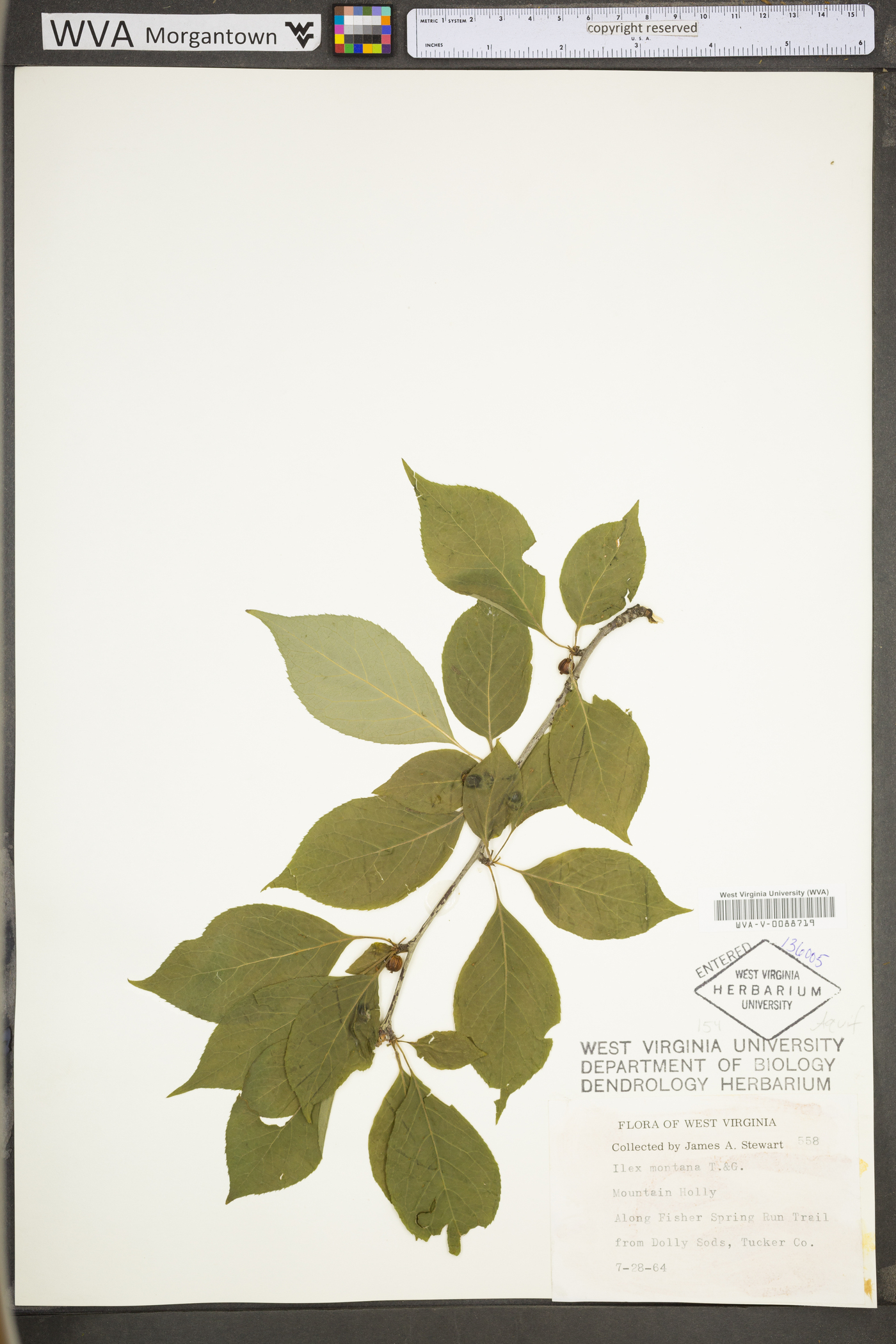 Ilex montana image