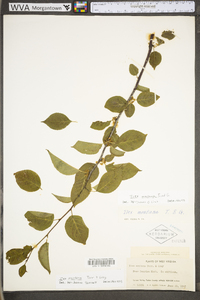 Ilex montana image