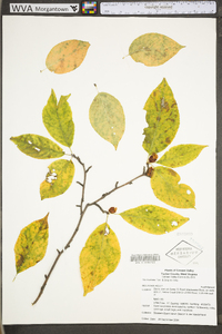 Ilex montana image