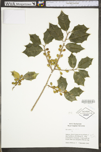 Ilex opaca var. opaca image