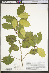 Ilex opaca var. opaca image