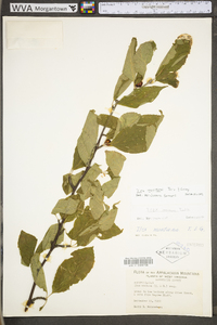 Ilex montana image