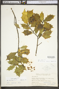 Ilex opaca var. opaca image