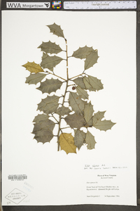 Ilex opaca var. opaca image