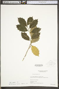 Ilex opaca var. opaca image