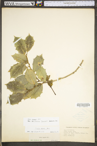 Ilex opaca var. opaca image