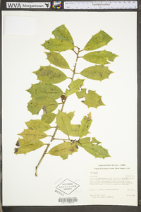 Ilex opaca var. opaca image