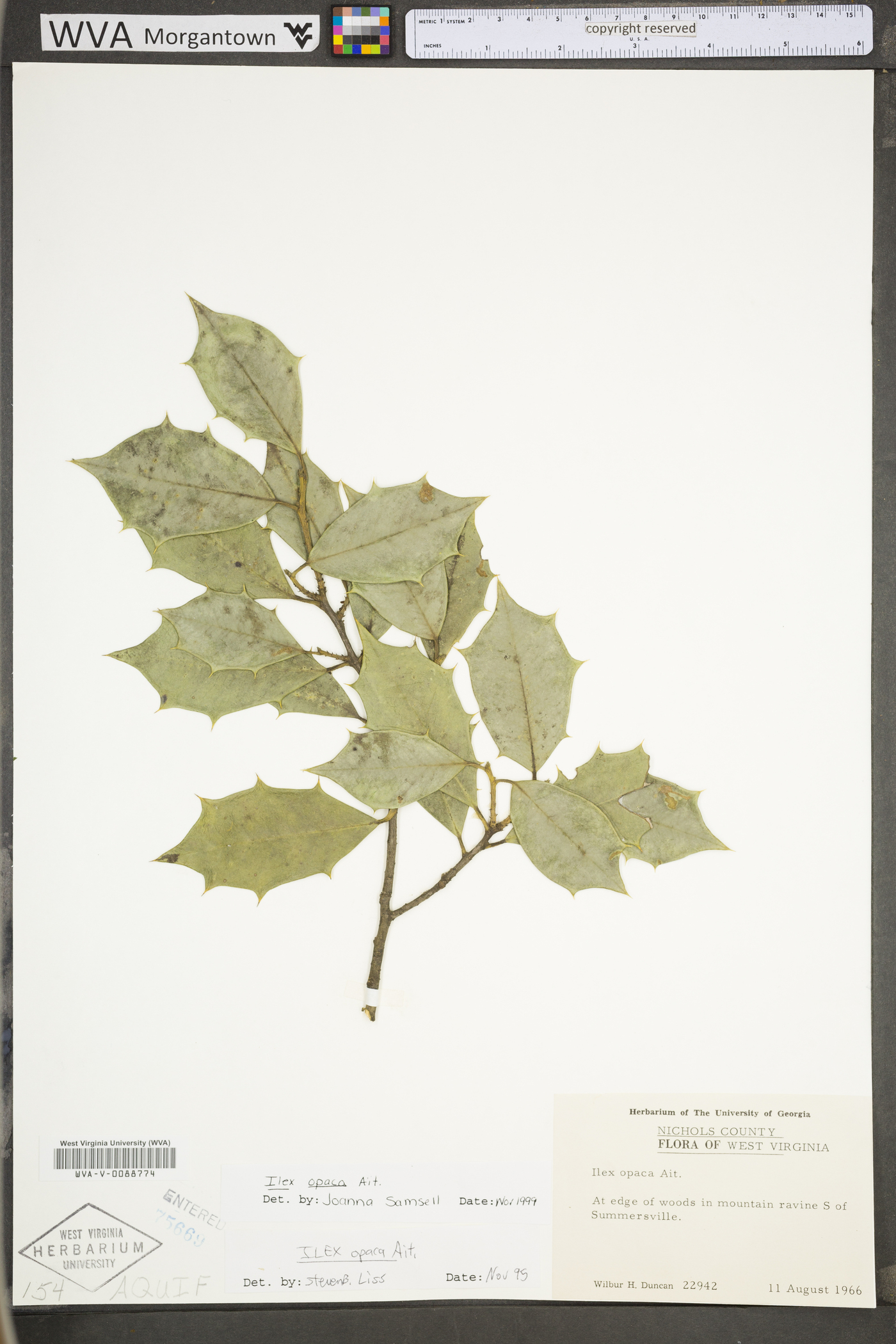 Ilex opaca var. opaca image