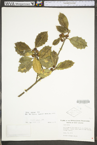 Ilex opaca var. opaca image