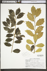 Ilex opaca var. opaca image