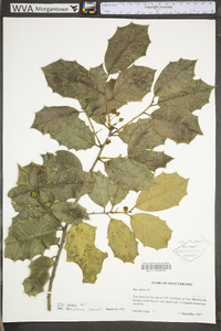 Ilex opaca var. opaca image