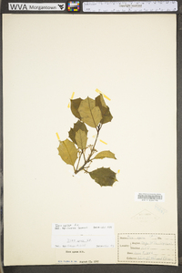 Ilex opaca var. opaca image