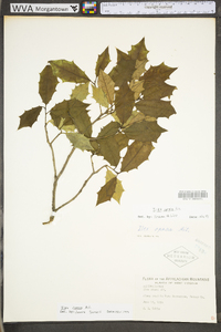 Ilex opaca var. opaca image