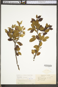 Ilex mucronata image