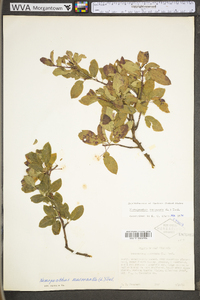 Ilex mucronata image