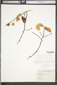 Ilex mucronata image