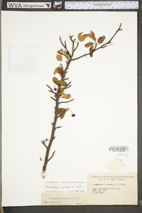 Ilex mucronata image